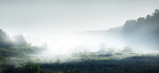 目前栽培的景天类花卉种类都有什么？