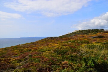 目前栽培的景天类花卉种类都有什么？