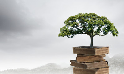 目前栽培的景天类花卉种类都有什么？